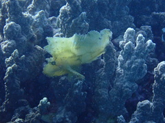 Taenianotus triacanthus