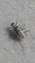 Habroscelimorpha dorsalis