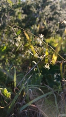 Melasphaerula graminea