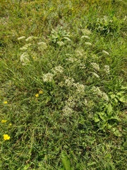 Falcaria vulgaris