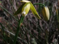 Albuca cooperi