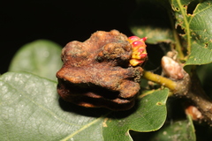 Andricus grossulariae