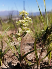 Disperis circumflexa circumflexa