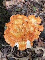Laetiporus