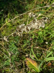 Rhinanthus serotinus aestivalis