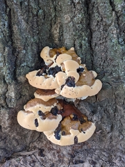 Pseudoinonotus dryadeus