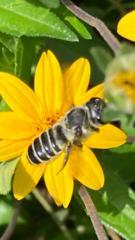 Megachile texana