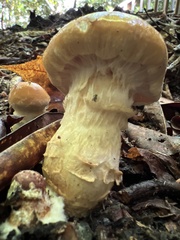 Armillaria gallica