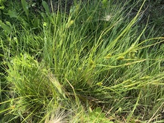 Carex sychnocephala