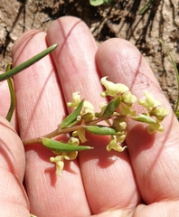 Disperis circumflexa circumflexa