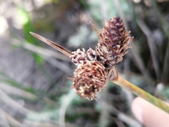 Hellmuthia membranacea