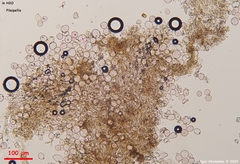 Agaricus diminutivus