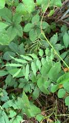 Wisteria sinensis
