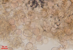 Agaricus diminutivus