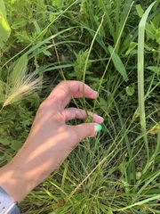 Carex sychnocephala