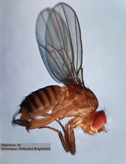 Drosophila melanogaster
