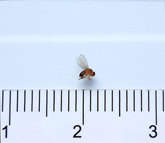 Drosophila melanogaster