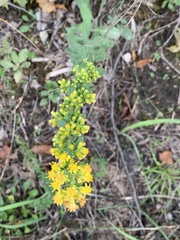 Solidago hispida