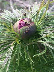 Paeonia tenuifolia