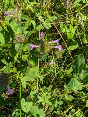 Clinopodium caucasicum