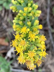 Solidago hispida