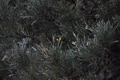Genista tenera