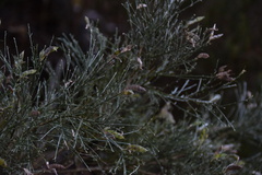 Genista tenera