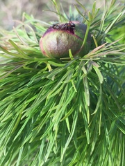 Paeonia tenuifolia