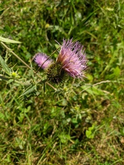 Cirsium