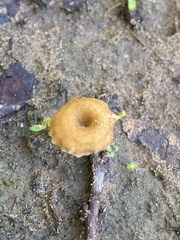 Lentinus arcularius