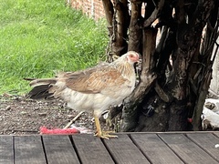Gallus gallus domesticus