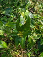 Gentiana cruciata