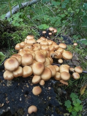 Kuehneromyces mutabilis