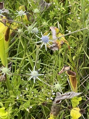 Eryngium integrifolium