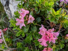 Rhododendron hirsutum