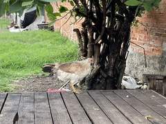 Gallus gallus domesticus