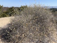 Bebbia juncea