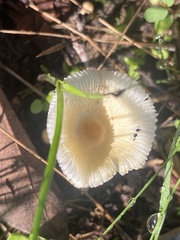 Leucocoprinus fragilissimus