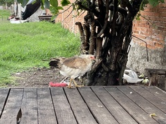 Gallus gallus domesticus