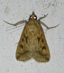Achyra bifidalis