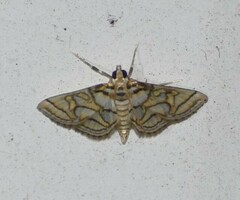 Pseudopyrausta santatalis