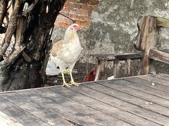 Gallus gallus domesticus