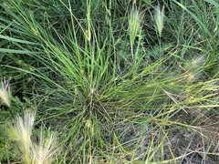 Carex sychnocephala