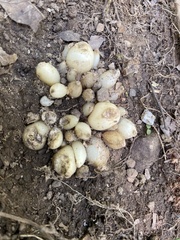 Dioscorea polystachya