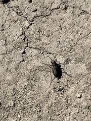 Cicindela punctulata
