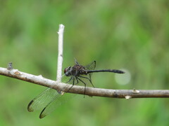 Dythemis velox
