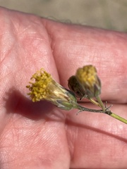 Bebbia juncea