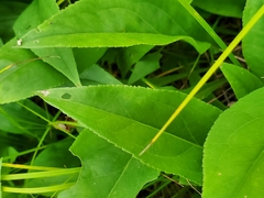 Symphyotrichum urophyllum