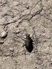 Cicindela punctulata