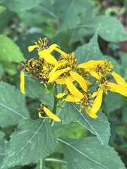 Verbesina occidentalis